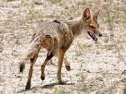 Renard d&#039;Aszara